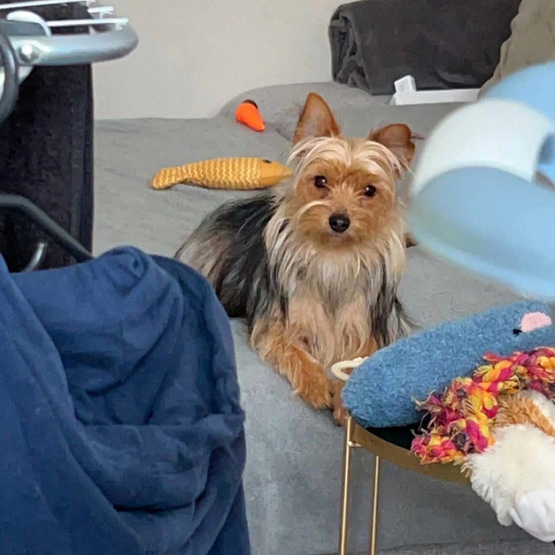 Nala a rejoint le concours — aidez-le/la à gagner de superbes lots ! blanket, blue, couch, cozy, dog, fur, furniture, gray, home, indoor, jacket, living_room, orange, pet, plush_toy, relaxing, resting, small_dog, stuffed_animal, table