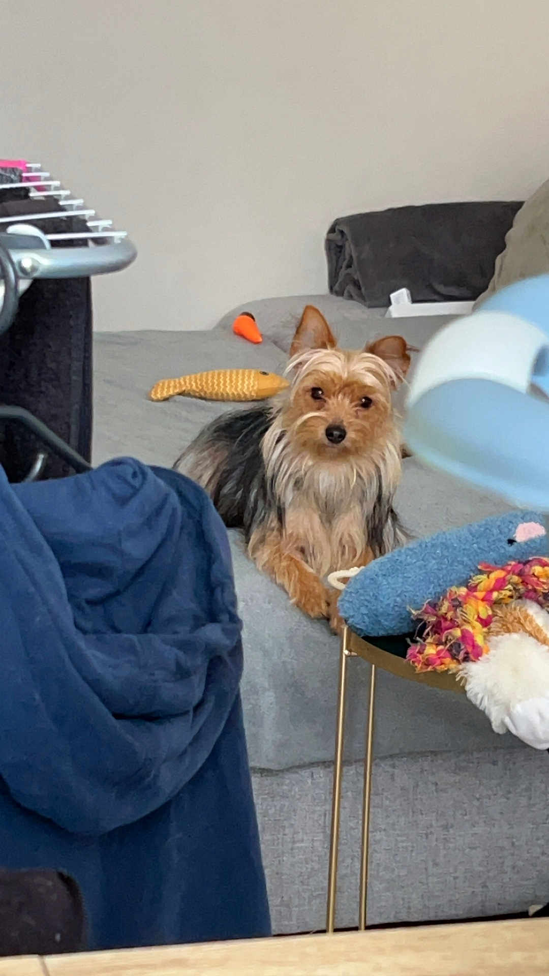 Nala a rejoint le concours — aidez-le/la à gagner de superbes lots ! dog, couch, blanket, plush_toy, furniture, indoor, pet, small_dog, fur, table, jacket, gray, blue, orange, relaxing, cozy, living_room, home, stuffed_animal, resting