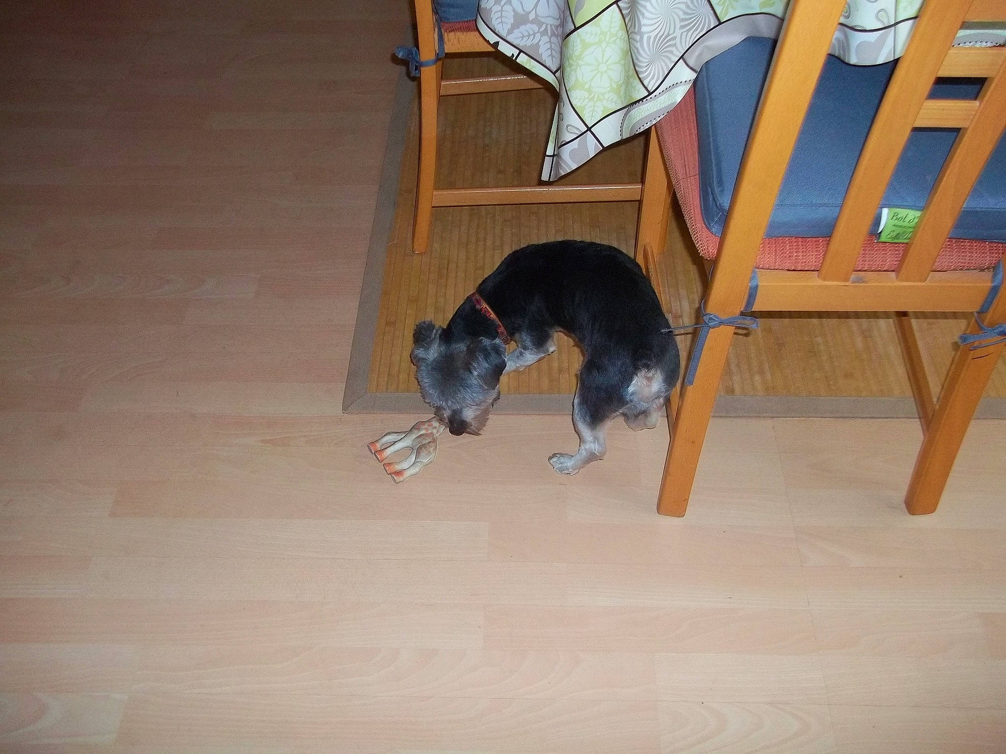 Fripouille participe au concours pour gagner de l'argent avec cette photo : canidae, carnivore, dog_breed, floor, flooring, hardwood, laminate_flooring, room, tail, wood