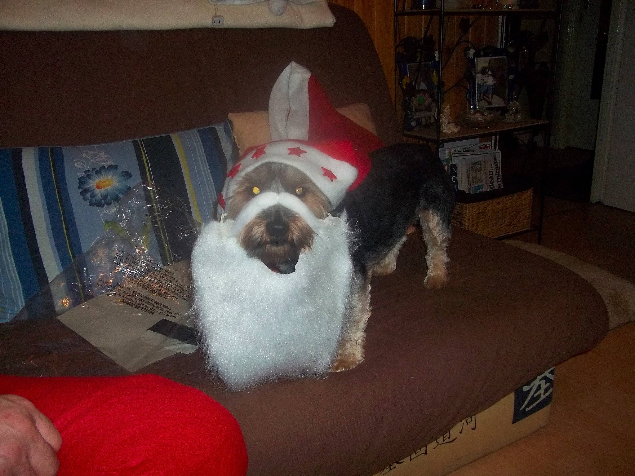 Fripouille a rejoint le concours — aidez-le/la à gagner de superbes lots ! canidae, carnivore, companion_dog, dog, dog_breed, mammal, petit_basset_griffon_vendeen, sealyham_terrier, shih_tzu, sporting_group