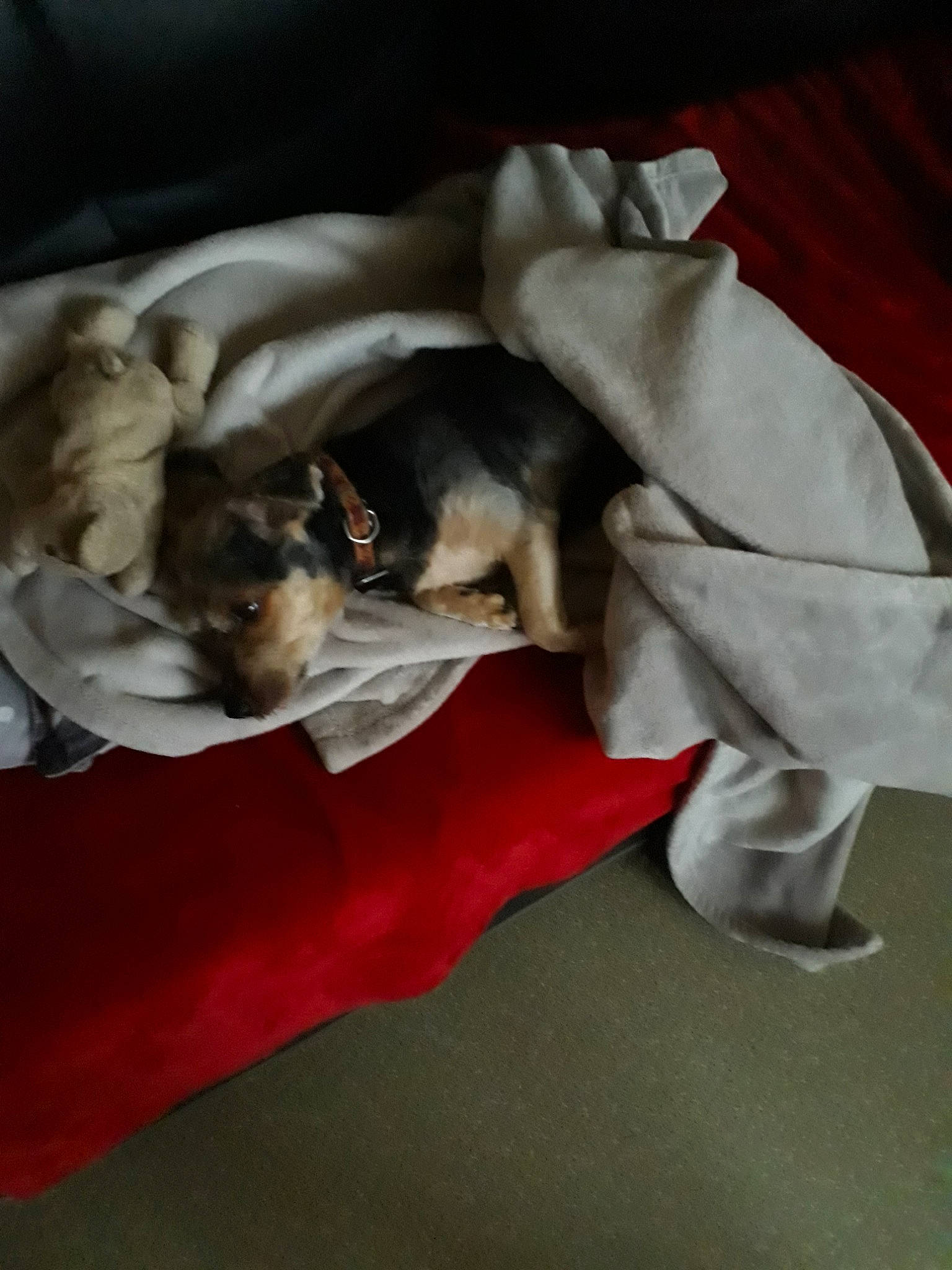 Fripouille participe au concours pour gagner de l'argent avec cette photo : canidae, carnivore, companion_dog, dog, dog_breed, fox_terrier, puppy