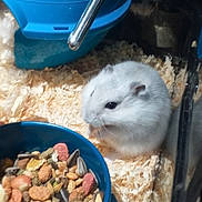 Grizouille a rejoint le concours — aidez-le/la à gagner de superbes lots ! adaptation, degu, fawn, gerbil, hamster, mouse, muridae, muroidea, rat, rodent, small_animal_food, whiskers
