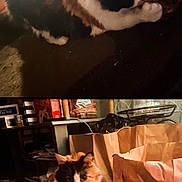 Mamagirl joined the competition — help win amazing prizes! cat, calico_cat, indoor, carpet, rug, paper_bag, scratch_pad, furniture, clutter, pet, animal, brown, white, black, orange, toy, play, sitting, fur, home