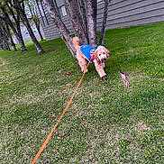 Bubba joined the competition — help win amazing prizes! dog, leash, grass, trees, building, blue_jacket, outdoor, pet, canine, greenery, sidewalk, walking, nature, animal, playful, fur, suburban, daytime, happy, park