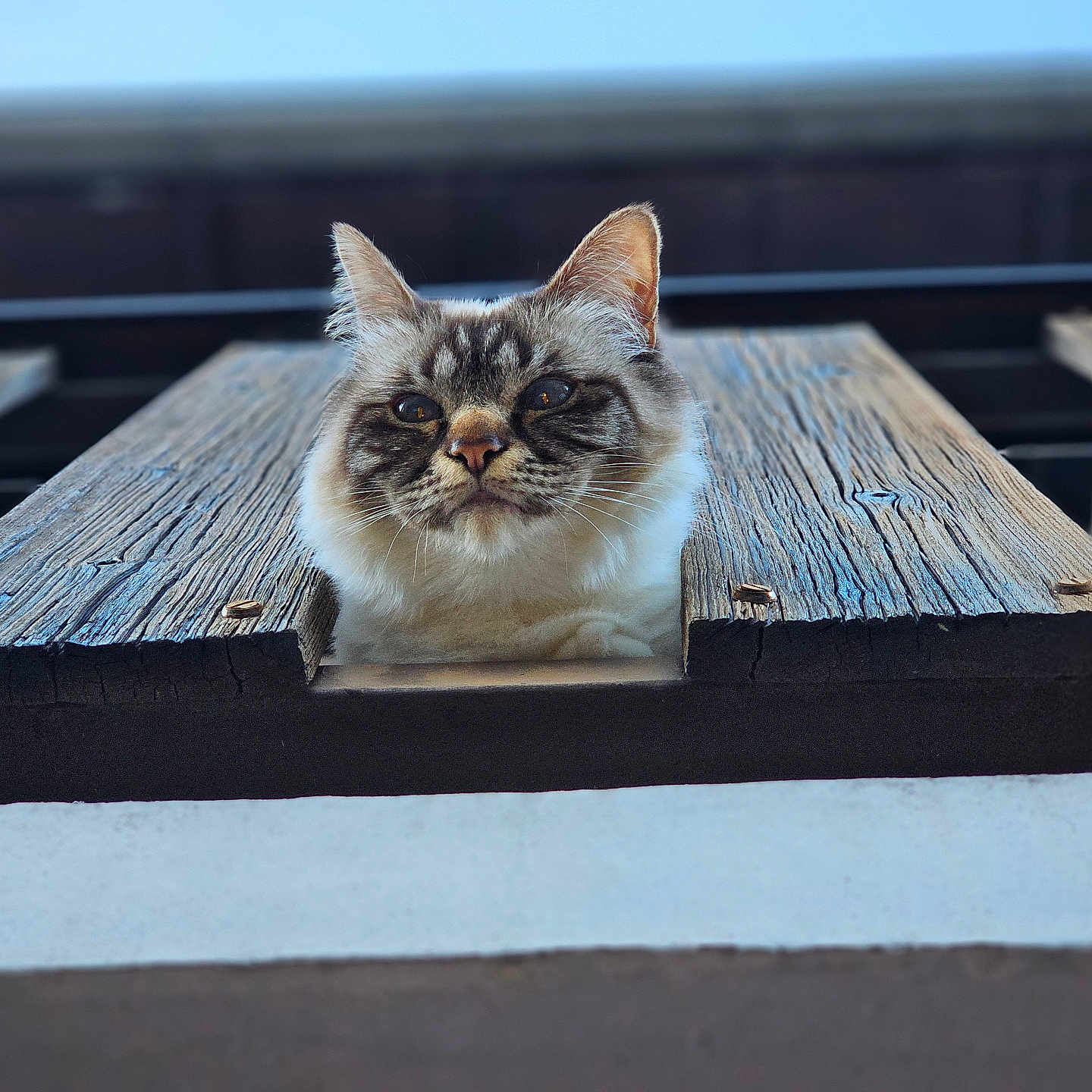Minou a rejoint le concours — aidez-le/la à gagner de superbes lots ! animal, architecture, boardwalk, building, cat, deck, furniture, handrail, hardwood, house, housing, kitten, manx, pet, pier, plywood, porch, water, waterfront, wood