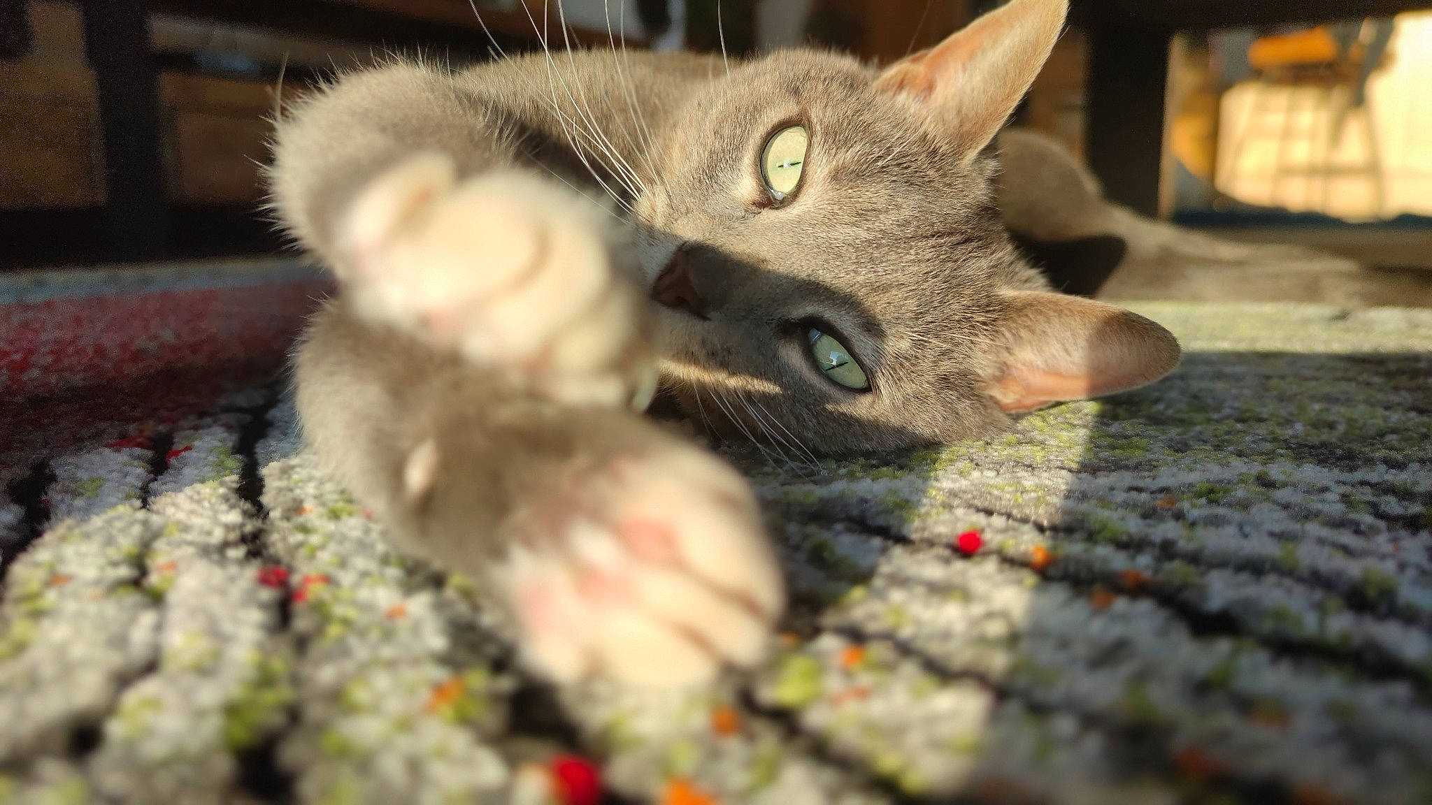 Leelou a rejoint le concours — aidez-le/la à gagner de superbes lots ! carnivore, cat, claw, domestic_short_haired_cat, fawn, felidae, fur, pattern, paw, photo_caption, small_to_medium_sized_cats, snout, tail, terrestrial_animal, whiskers, wildlife