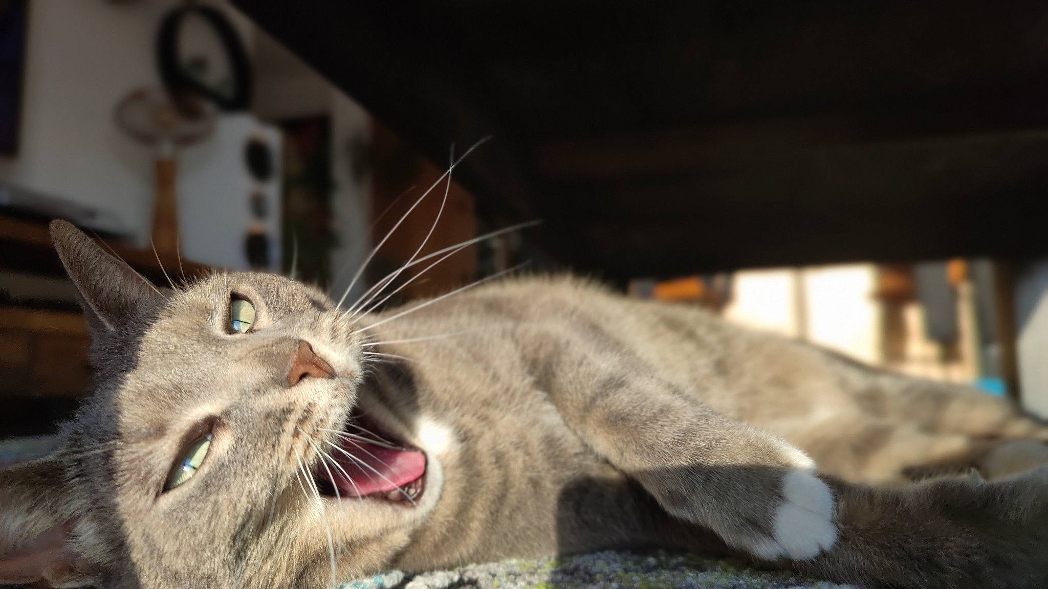Leelou participe au concours pour gagner de l'argent avec cette photo : carnivore, cat, claw, comfort, domestic_short_haired_cat, fang, felidae, fur, mechanical_fan, paw, small_to_medium_sized_cats, tail, terrestrial_animal, whiskers, wildlife, yawn