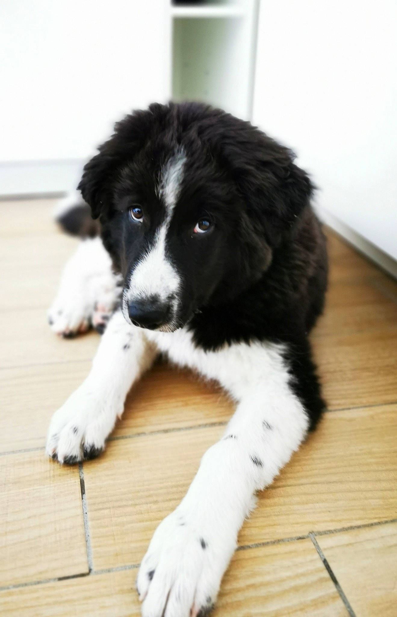 Jimmy a rejoint le concours — aidez-le/la à gagner de superbes lots ! borador, border_collie, canidae, carnivore, companion_dog, dog, dog_breed, flooring, fur, gun_dog, hardwood, herding_dog, snout, sporting_group, wood, working_animal, working_dog