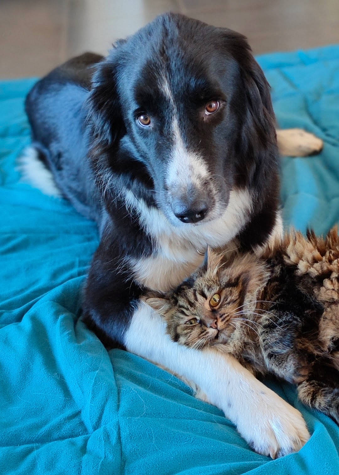 Jimmy participe au concours pour gagner de l'argent avec cette photo : australian_collie, blue, borador, canidae, carnivore, cat, companion_dog, dog, dog_breed, fur, gun_dog, herding_dog, puppy, snout, sporting_group, whiskers, working_animal, working_dog