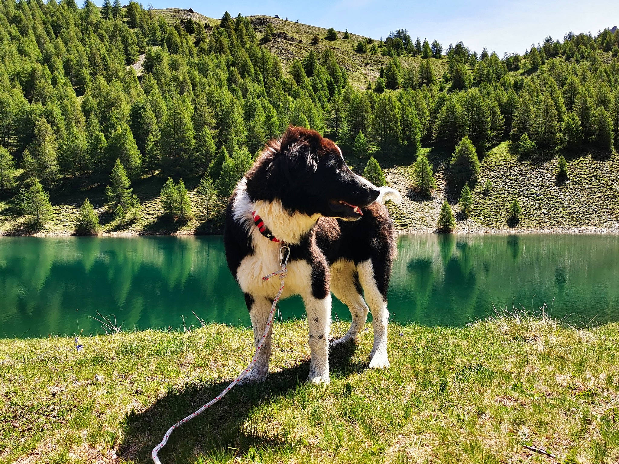 Jimmy a rejoint le concours — aidez-le/la à gagner de superbes lots ! canidae, dog_breed, fawn, grass, grass_family, grassland, lake, landscape, leisure, meadow, mountain, mountain_range, natural_landscape, plant, sky, sporting_group, tree, water, wildlife, working_animal