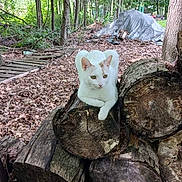 Spirit is registered to the contest to win money with this photo: animal, calm, cat, daylight, forest, leaves, logs, mammal, nature, outdoor, pet, quiet, relaxing, resting, stacked_logs, tree_bark, trees, white_cat, wildlife, wood