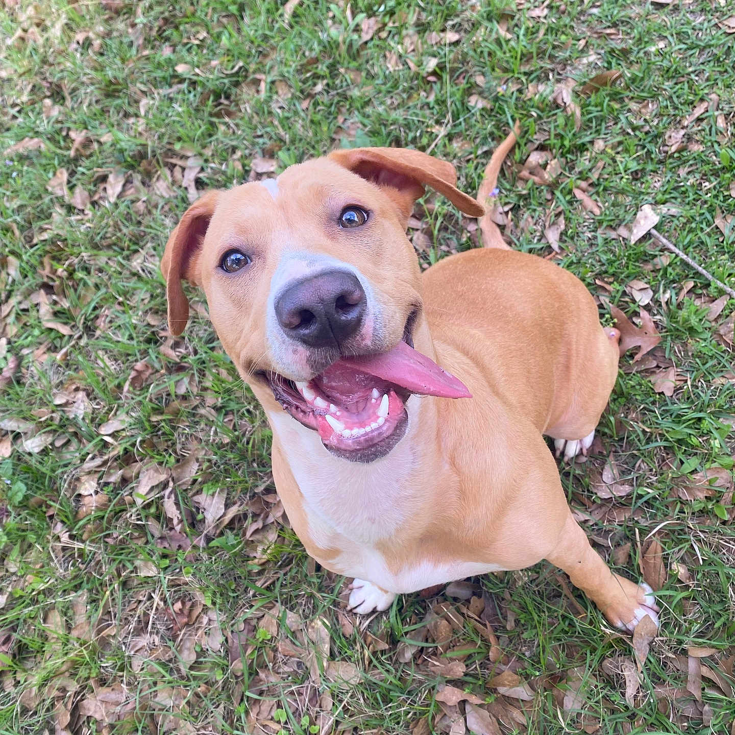 Sandy joined the competition — help win amazing prizes! animal, ball, bodypart, canine, dog, face, grass, head, hound, labradorretriever, lawn, mouth, outdoors, person, pet, photography, plant, portrait, puppy, sport