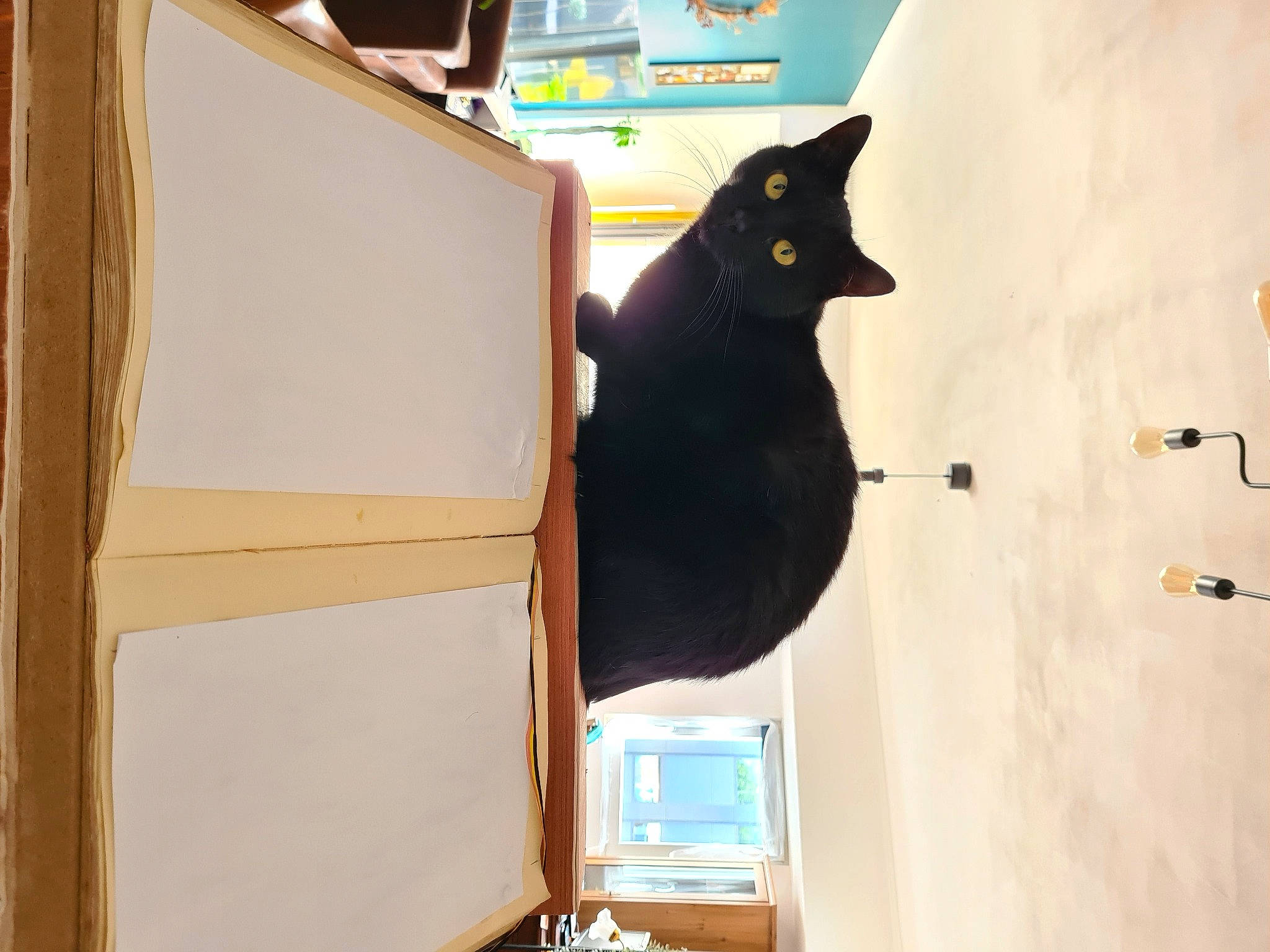 Lucifer a rejoint le concours — aidez-le/la à gagner de superbes lots ! black_cat, bombay, carnivore, cat, domestic_short_haired_cat, felidae, fur, hardwood, office_supplies, paper_product, plywood, room, shelf, shelving, small_to_medium_sized_cats, tail, whiskers, window, window_covering, wood