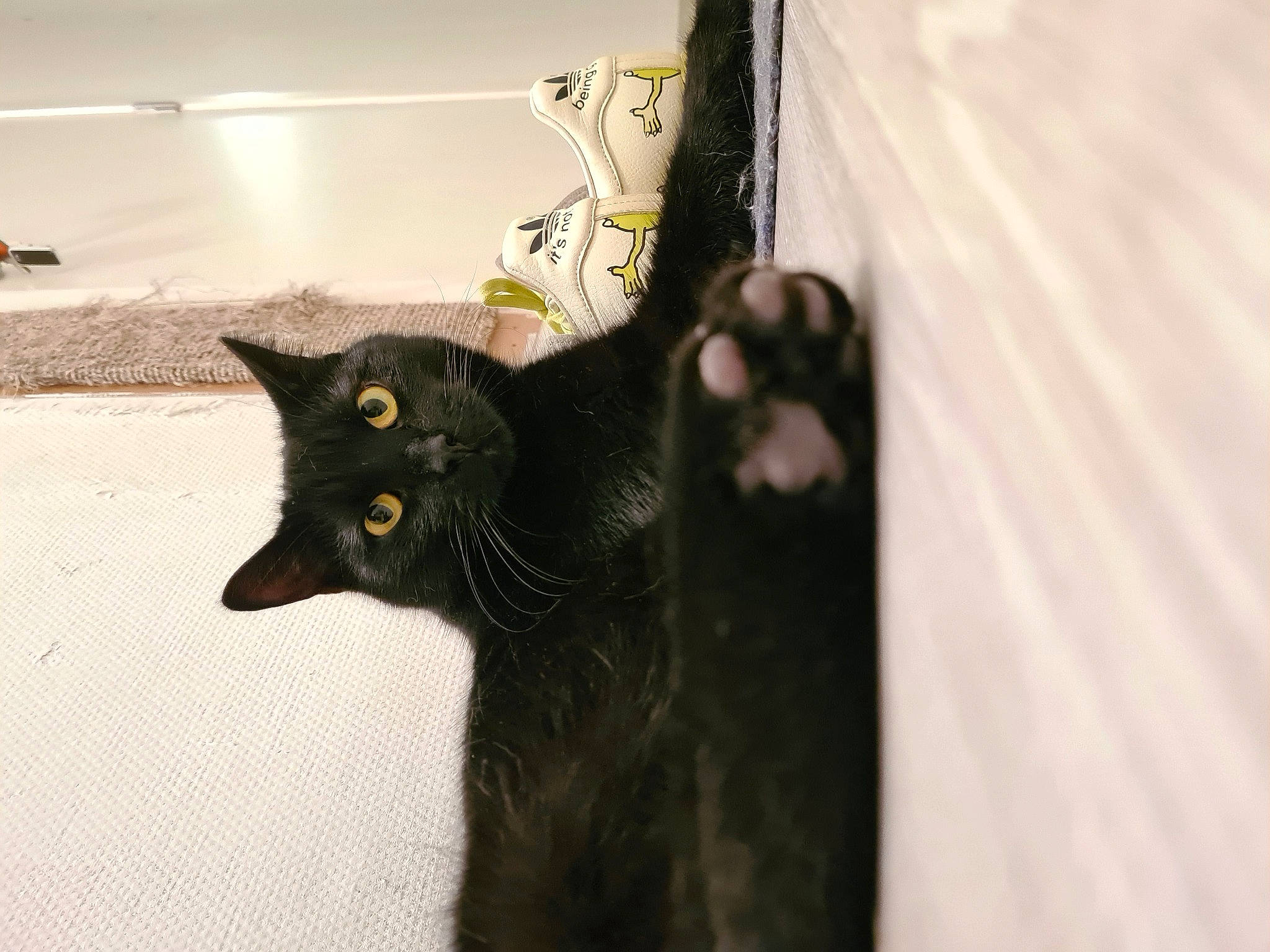 Lucifer participe au concours pour gagner de l'argent avec cette photo : black_cat, bombay, carnivore, cat, cat_supply, claw, domestic_short_haired_cat, felidae, fur, havana_brown, pet_supply, small_to_medium_sized_cats, snout, tail, terrestrial_animal, whiskers