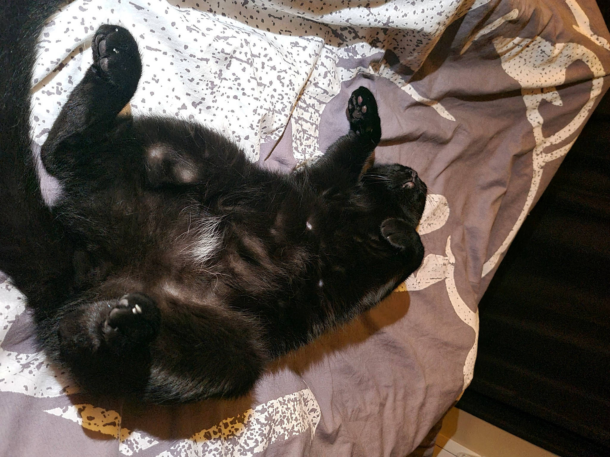 Lucifer a rejoint le concours — aidez-le/la à gagner de superbes lots ! bed, carnivore, claw, comfort, companion_dog, dog_breed, domestic_short_haired_cat, ear, felidae, fur, guard_dog, linens, liver, paw, small_to_medium_sized_cats, sporting_group, tail, terrestrial_animal, whiskers, working_animal