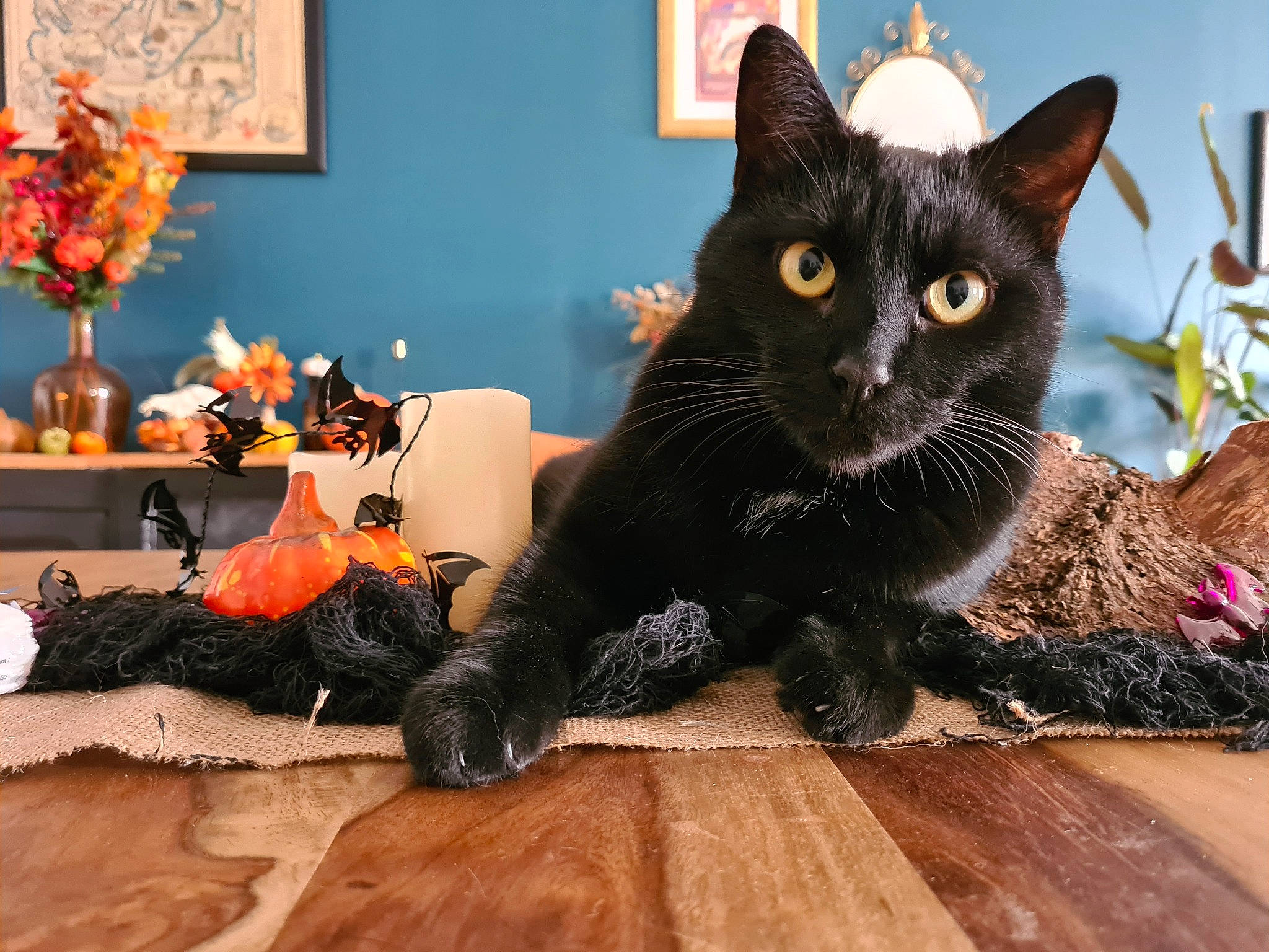 Lucifer participe au concours pour gagner de l'argent avec cette photo : black_cat, bombay, carnivore, cat, comfort, fawn, felidae, flooring, fur, hardwood, laminate_flooring, picture_frame, plant, small_to_medium_sized_cats, snout, tail, tree, whiskers, window, wood