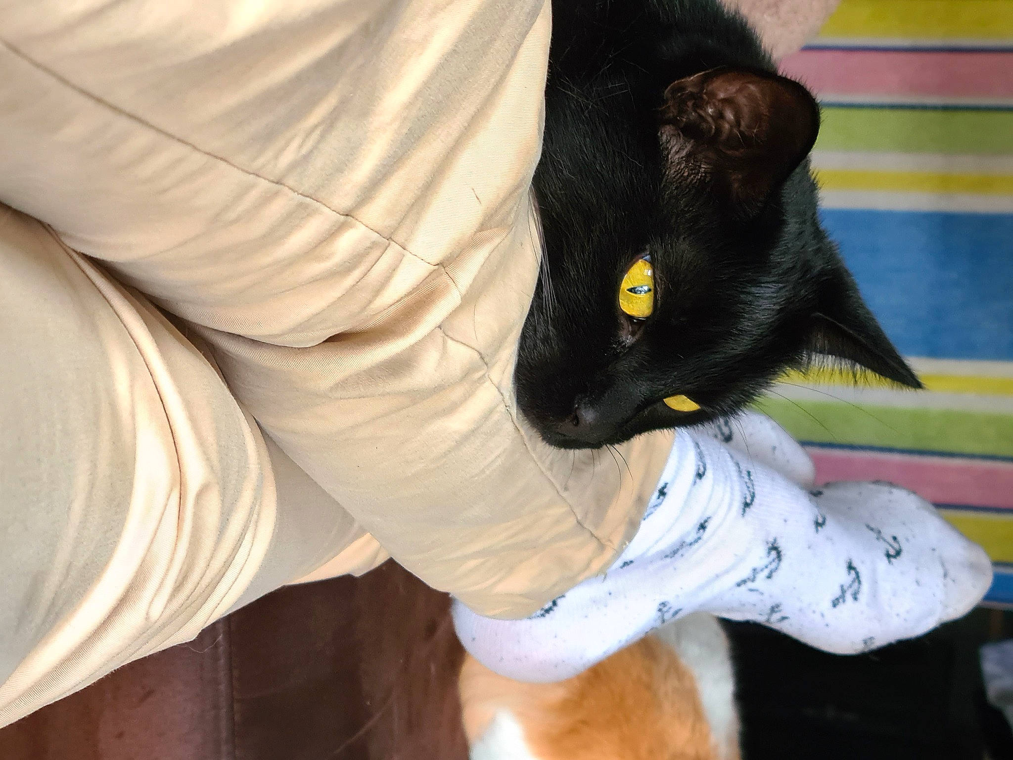 Lucifer a rejoint le concours — aidez-le/la à gagner de superbes lots ! black_cat, bombay, carnivore, cat, comfort, dog_breed, felidae, foot, fur, gesture, human_leg, lap, leg, plant, sleeve, small_to_medium_sized_cats, snout, tail, thigh, whiskers