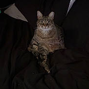 Penelope is registered to the contest to win money with this photo: animal, bed, blanket, cat, comfort, cozy, cute, domestic, ears, eyes, feline, fur, indoor, lying_down, pet, relaxed, resting, soft, tabby, whiskers