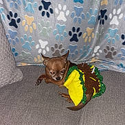 Cujo joined the competition — help win amazing prizes! animal, blanket, chihuahua, costume, couch, cute, dog, ears, eyes, fabric, fur, green, indoor, pattern, paw_print, pet, resting, small_dog, tiny, yellow