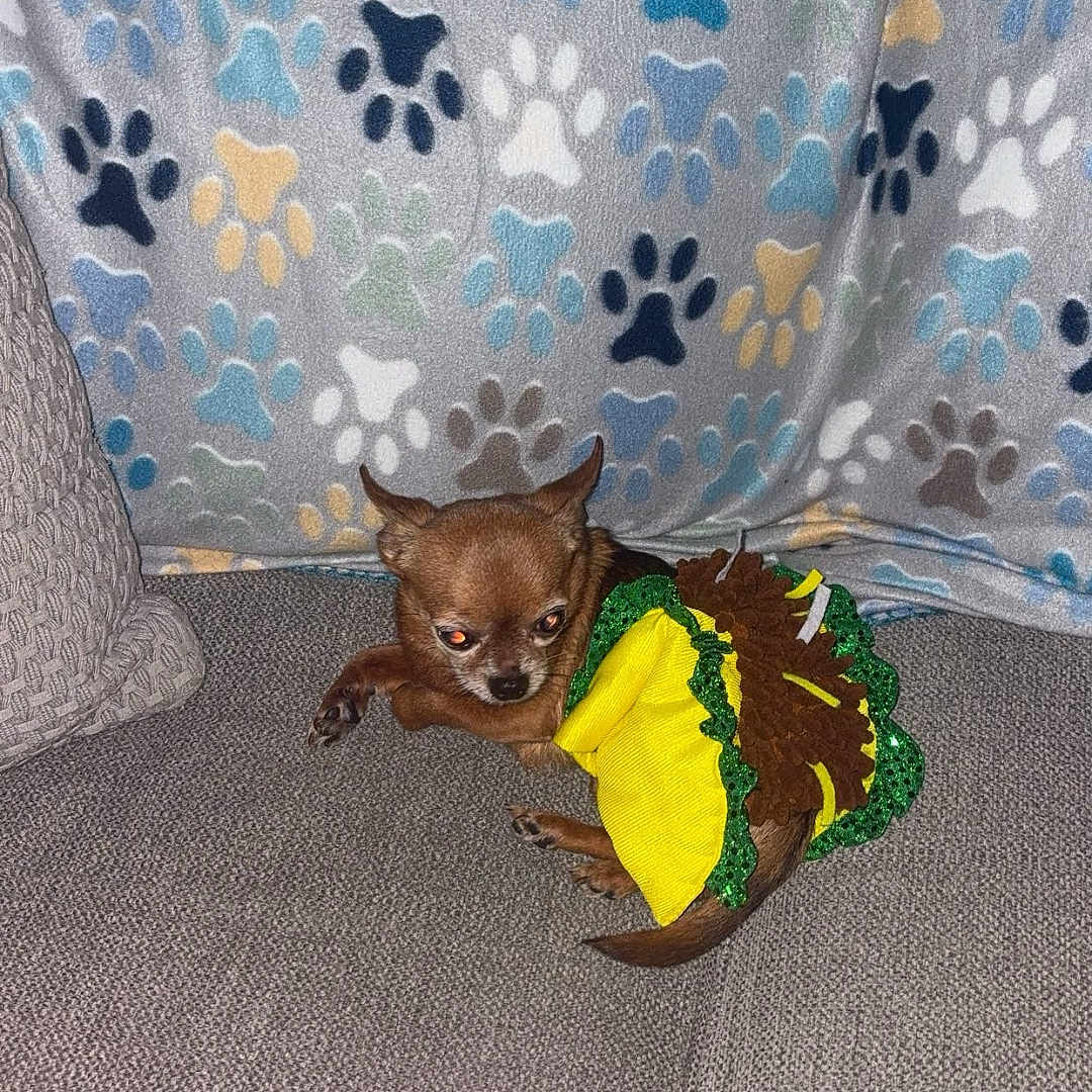 Cujo