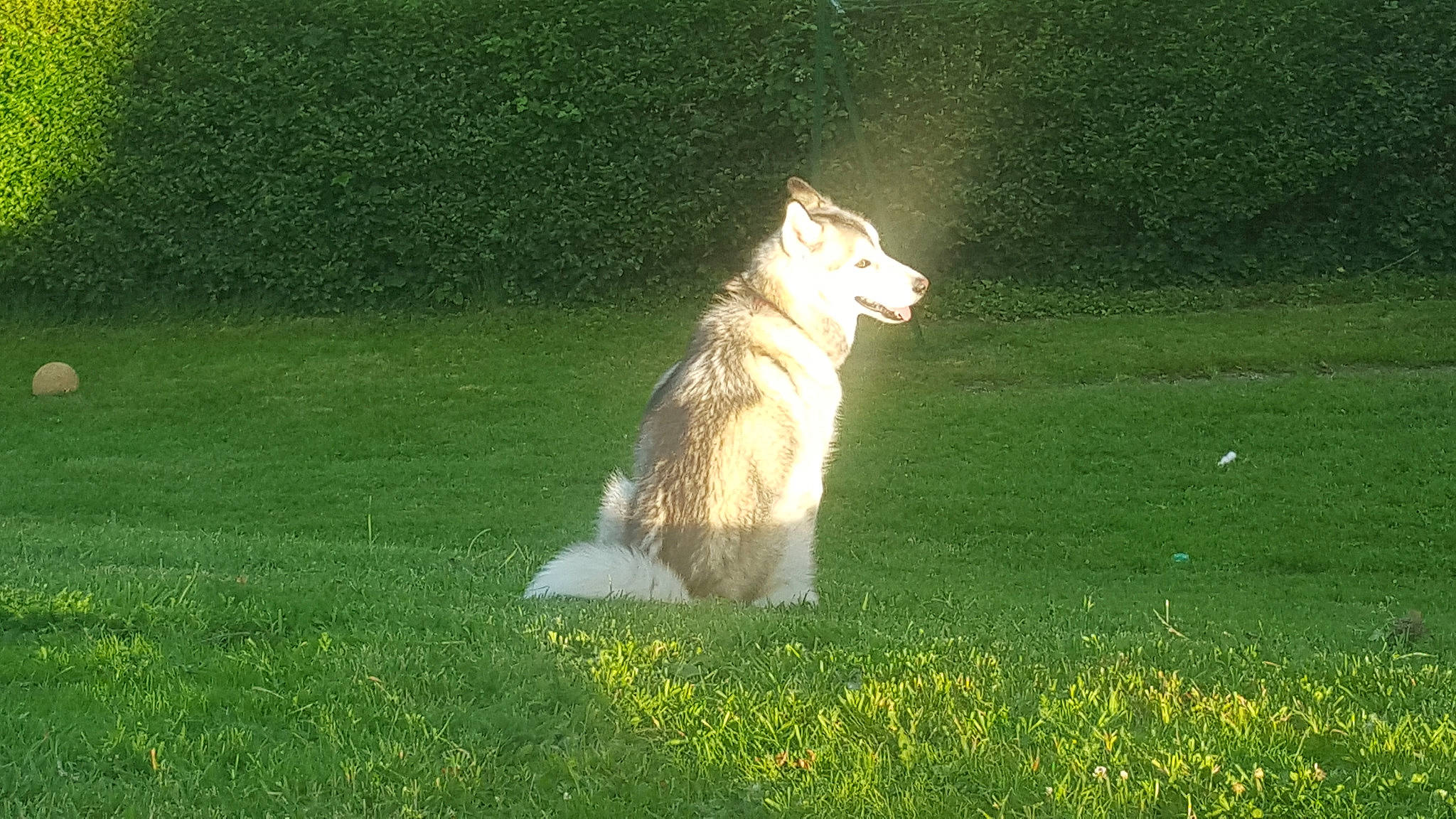Woody participe au concours pour gagner de l'argent avec cette photo : canidae, carnivore, dog, dog_breed, grass, mammal, sporting_group, vertebrate, wolfdog