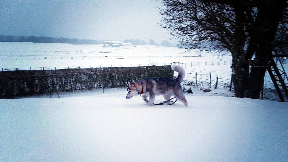 Woody participe au concours pour gagner de l'argent avec cette photo : alaskan_malamute, canidae, carnivore, dog, dog_breed, dog_sled, freezing, greenland_dog, mushing, northern_inuit_dog, sakhalin_husky, siberian_husky, sled_dog, snow, sporting_group, tree, vehicle, winter, wolfdog, working_dog
