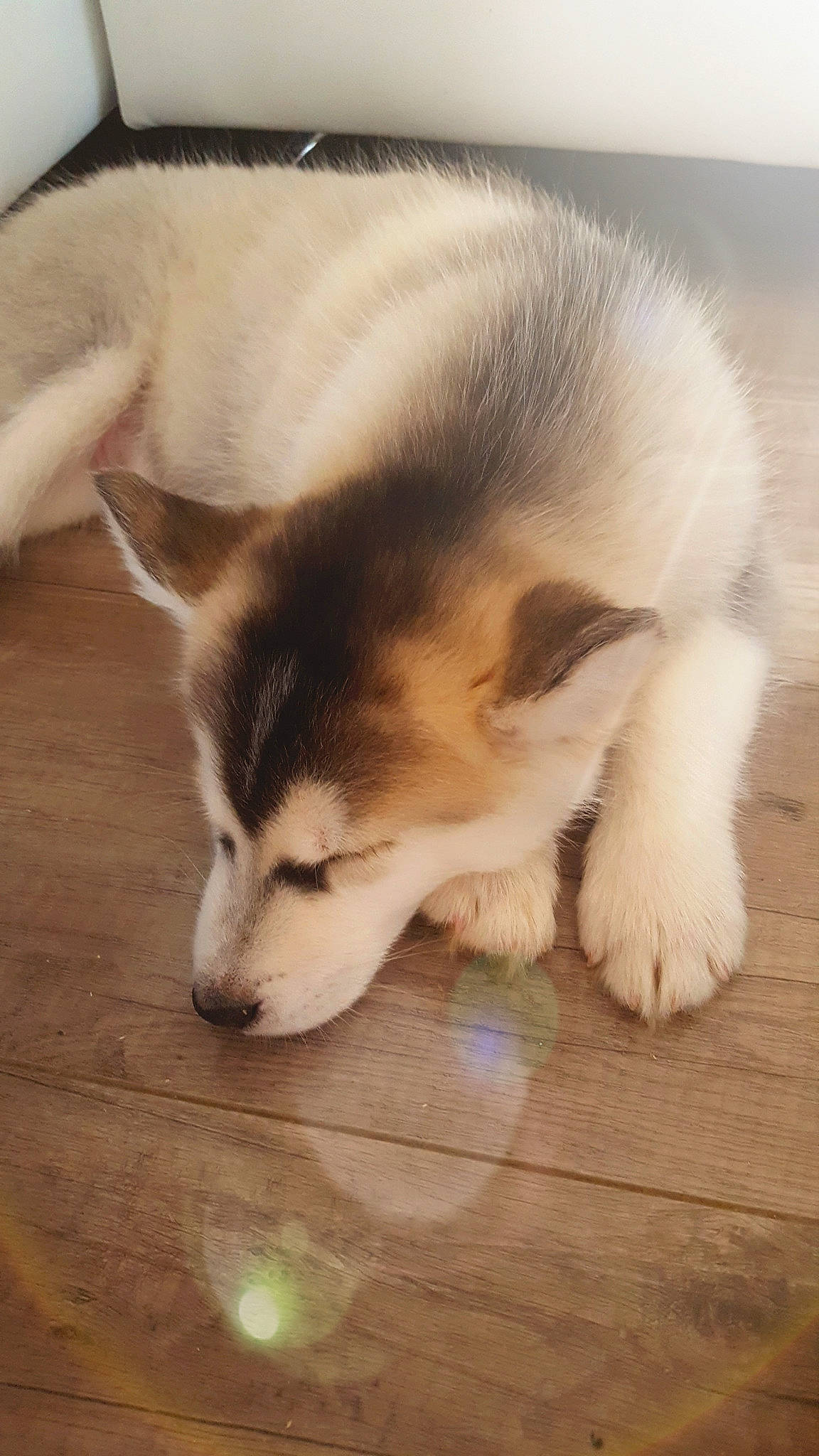 Woody participe au concours pour gagner de l'argent avec cette photo : alaskan_malamute, canadian_eskimo_dog, canidae, carnivore, dog, dog_breed, labrador_husky, mammal, miniature_siberian_husky, native_american_indian_dog, nose, puppy, rare_breed_dog, sakhalin_husky, siberian_husky, sled_dog, snout, sporting_group, vertebrate, wolfdog