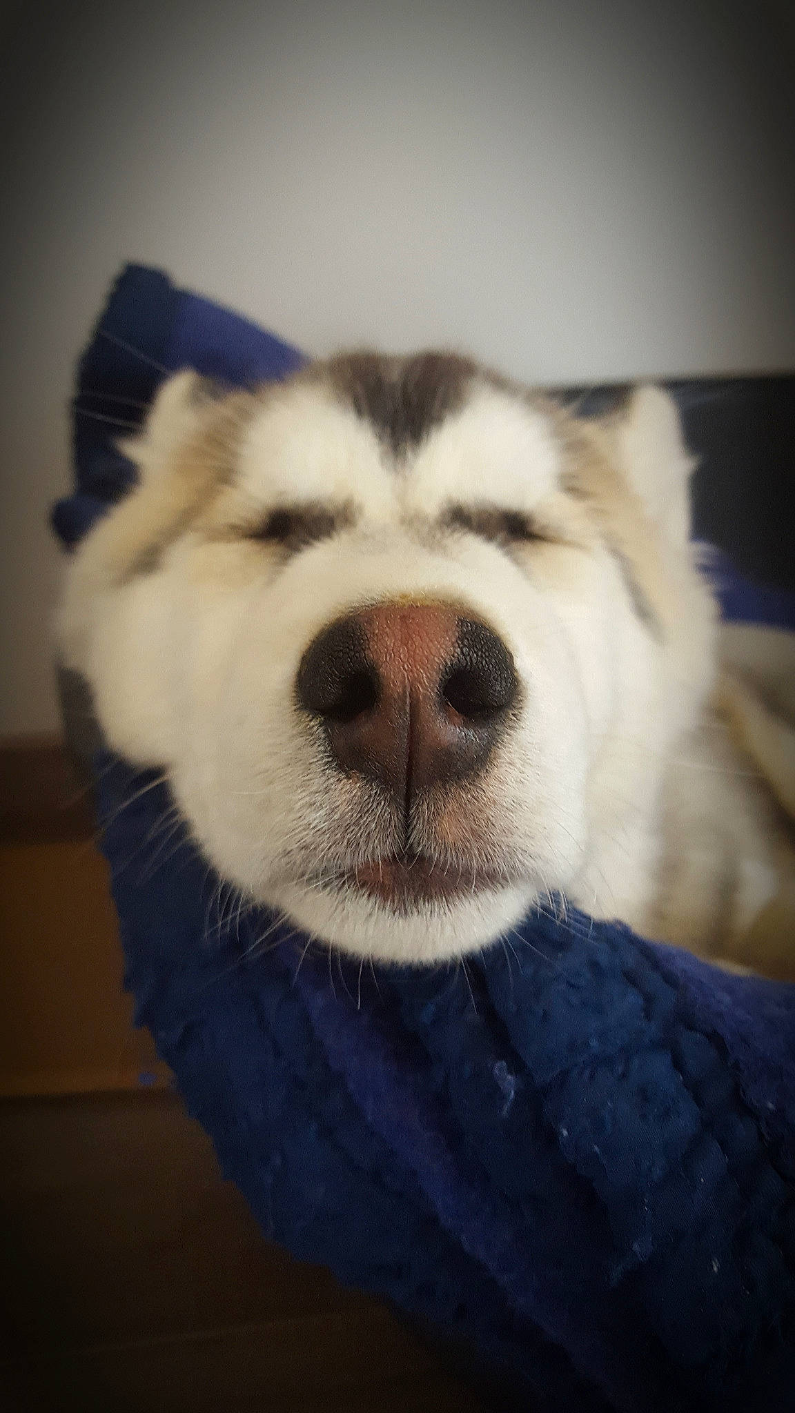 Woody a rejoint le concours — aidez-le/la à gagner de superbes lots ! alaskan_malamute, canadian_eskimo_dog, canidae, carnivore, dog, dog_breed, fur, greenland_dog, jaw, labrador_husky, mammal, nose, rare_breed_dog, sakhalin_husky, siberian_husky, sled_dog, snout, sporting_group, vertebrate, whiskers