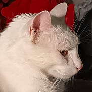 Ari a rejoint le concours — aidez-le/la à gagner de superbes lots ! cat, white_cat, profile, close_up, feline, fur, whiskers, ear, animal, pet, indoor, cute, portrait, face, looking_away, soft_light, domestic_cat, mammal, focused, side_view