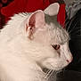 cat, white_cat, profile, close_up, feline, fur, whiskers, ear, animal, pet, indoor, cute, portrait, face, looking_away, soft_light, domestic_cat, mammal, focused, side_view