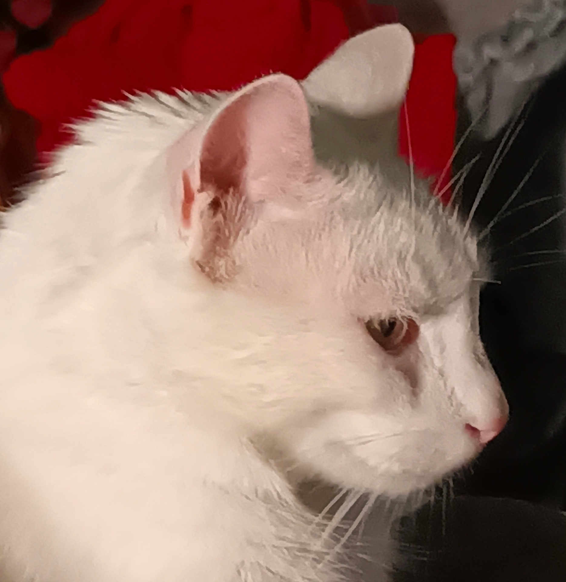 Ari a rejoint le concours — aidez-le/la à gagner de superbes lots ! cat, white_cat, profile, close_up, feline, fur, whiskers, ear, animal, pet, indoor, cute, portrait, face, looking_away, soft_light, domestic_cat, mammal, focused, side_view