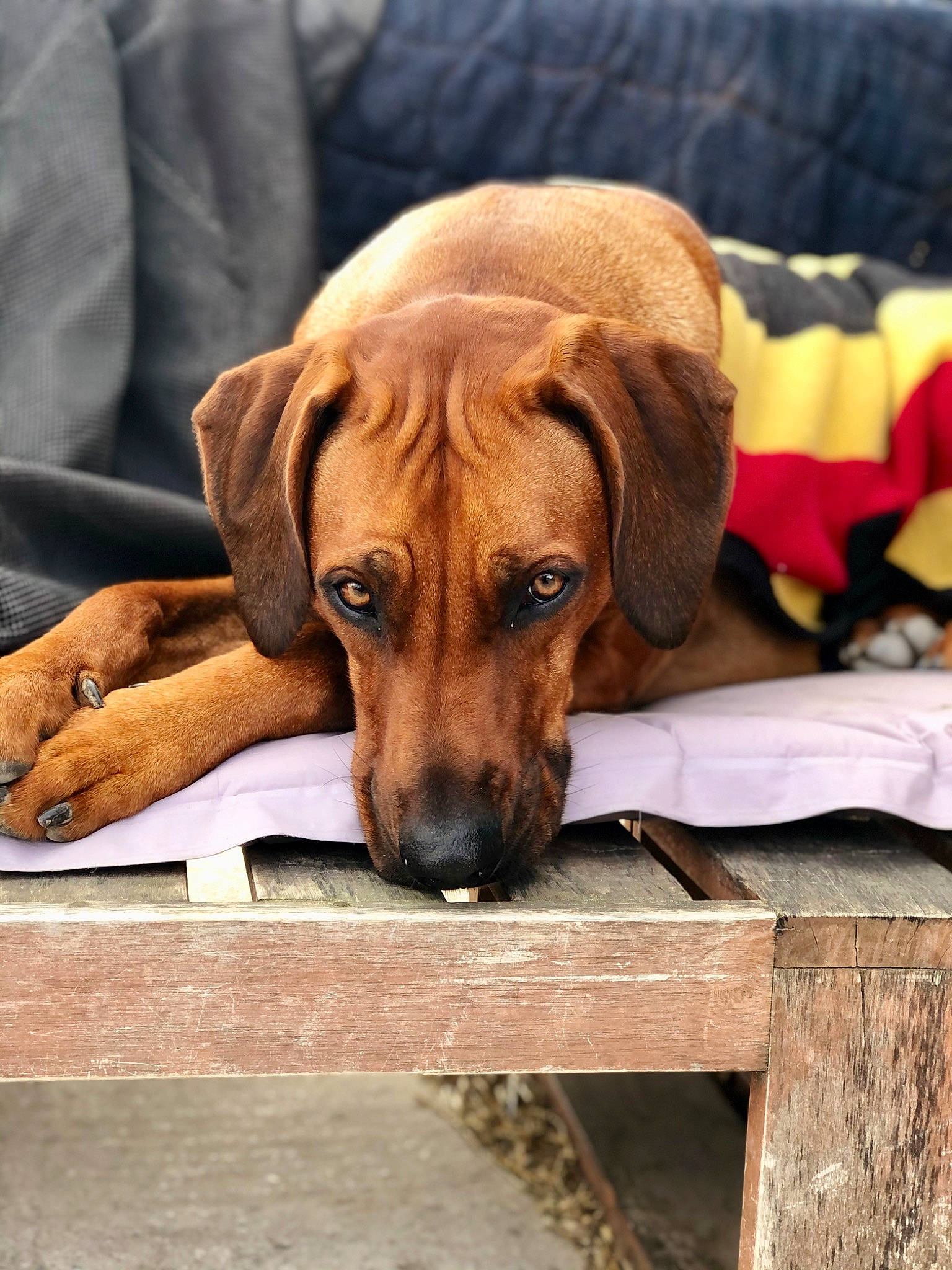 Obassi a rejoint le concours — aidez-le/la à gagner de superbes lots ! bored, canidae, carnivore, comfort, companion_dog, dog, dog_breed, fawn, great_dane, hound, liver, mammal, plant, snout, sporting_group, vertebrate, whiskers, wood, working_animal, working_dog