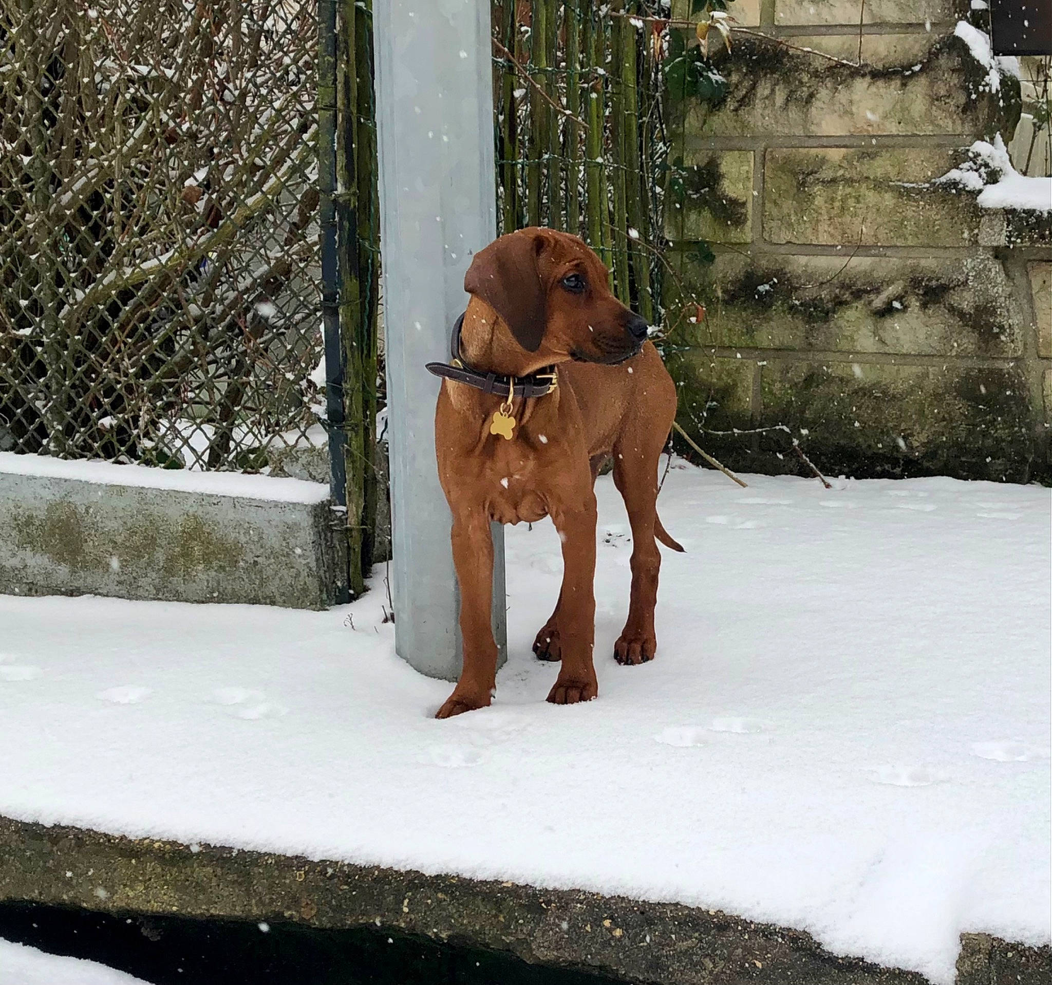 Obassi participe au concours pour gagner de l'argent avec cette photo : canidae, carnivore, collar, companion_dog, dog, dog_breed, fawn, freezing, guard_dog, liver, pet_supply, plant, precipitation, snout, snow, sporting_group, tail, wildlife, winter, working_animal