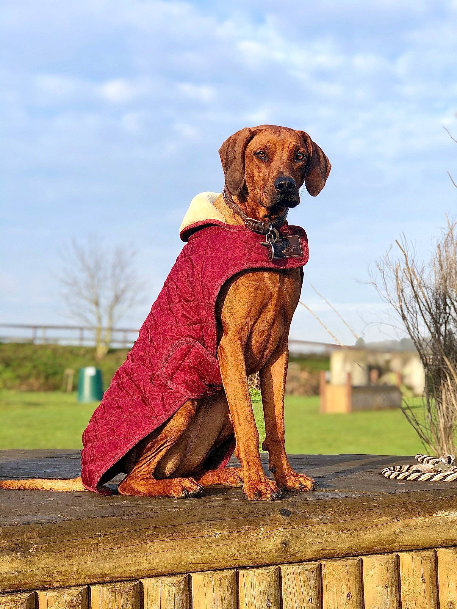 Obassi a rejoint le concours — aidez-le/la à gagner de superbes lots ! carnivore, cloud, collar, companion_dog, dog, dog_breed, dog_collar, dog_supply, fawn, fence, grass, gun_dog, liver, pet_supply, plant, sky, snout, tree, wood, working_animal