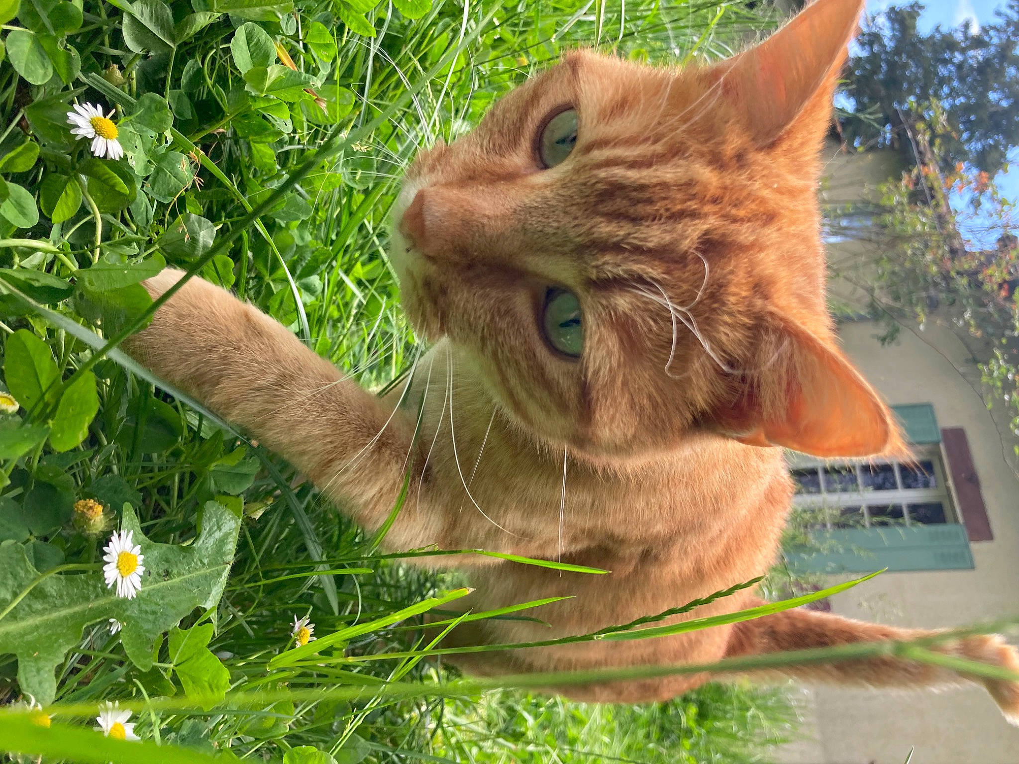 Merlin participe au concours pour gagner de l'argent avec cette photo : botany, carnivore, cat, domestic_short_haired_cat, fawn, felidae, flower, fur, gesture, grass, groundcover, people_in_nature, plant, small_to_medium_sized_cats, snout, tail, tree, whiskers, window, wood