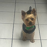 Snoopy joined the competition — help win amazing prizes! dog, small_dog, bow_tie, green_bow_tie, harness, pet, animal, floor, tile_floor, curious, looking_up, brown_dog, indoor, cute, companion, fur, ears, tail, standing, friendly