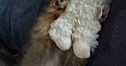 Sir Asher The Mighty joined the competition — help win amazing prizes! dog, stuffed_animal, toy, furry, blurry, indoor, brown, white, plush, pet, animal, holding, couch, fabric, dark_background, closeup, soft, cute, paw, small_dog