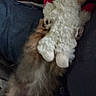 dog, stuffed_animal, toy, furry, blurry, indoor, brown, white, plush, pet, animal, holding, couch, fabric, dark_background, closeup, soft, cute, paw, small_dog