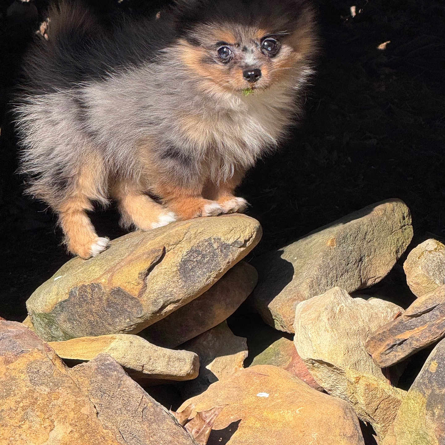 Sir Asher The Mighty is registered to the contest to win money with this photo: puppy, dog, fluffy, rocks, outdoor, sunlight, animal, nature, cute, small_dog, fur, pet, portrait, standing, brown, black, white, eyes, nose, adorable