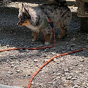 Sir Asher The Mighty is registered to the contest to win money with this photo: dog, puppy, leash, outdoor, rocky_ground, bench, sunlight, shadow, curious, fur, small_dog, pet, animal, nature, daylight, walking_gear, canine, playful, exploring, harness