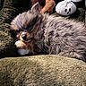 Sir Asher The Mighty is registered to the contest to win money with this photo: puppy, dog, sleeping, fluffy, blanket, plush_toy, cute, cozy, resting, fur, pet, indoor, soft, small, adorable, animal, snuggle, toy, relax, peaceful