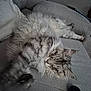 cat, fluffy, sleeping, couch, sofa, remote_control, indoor, pet, relaxed, cozy, long_hair, feline, domestic_animal, resting, home, blanket, gray, cute, animal, fur