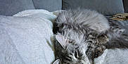 Usnow a rejoint le concours — aidez-le/la à gagner de superbes lots ! animal, blanket, cat, couch, cozy, ears, feline, fluffy, fur, gray_cat, gray_couch, home, indoor, paw, pet, relaxed, resting, sleepy, whiskers, white_blanket