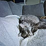 Usnow a rejoint le concours — aidez-le/la à gagner de superbes lots ! cat, gray_cat, fluffy, sleepy, blanket, white_blanket, couch, gray_couch, indoor, pet, feline, relaxed, cozy, fur, whiskers, ears, paw, home, animal, resting