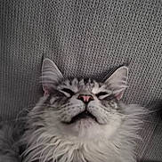 Usnow a rejoint le concours — aidez-le/la à gagner de superbes lots ! cat, fluffy, close_up, sleeping, resting, pet, feline, whiskers, pink_nose, gray, white, soft, cozy, texture, indoor, animal, cute, relaxed, face, ears