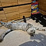Usnow a rejoint le concours — aidez-le/la à gagner de superbes lots ! cat, gray_cat, carpet, dumbbells, weights, board_games, cabinet, wooden_cabinet, relaxed, stretched_out, home_interior, indoor, pet, feline, fluffy, sleeping, resting, corner, exercise_equipment, stacked_games