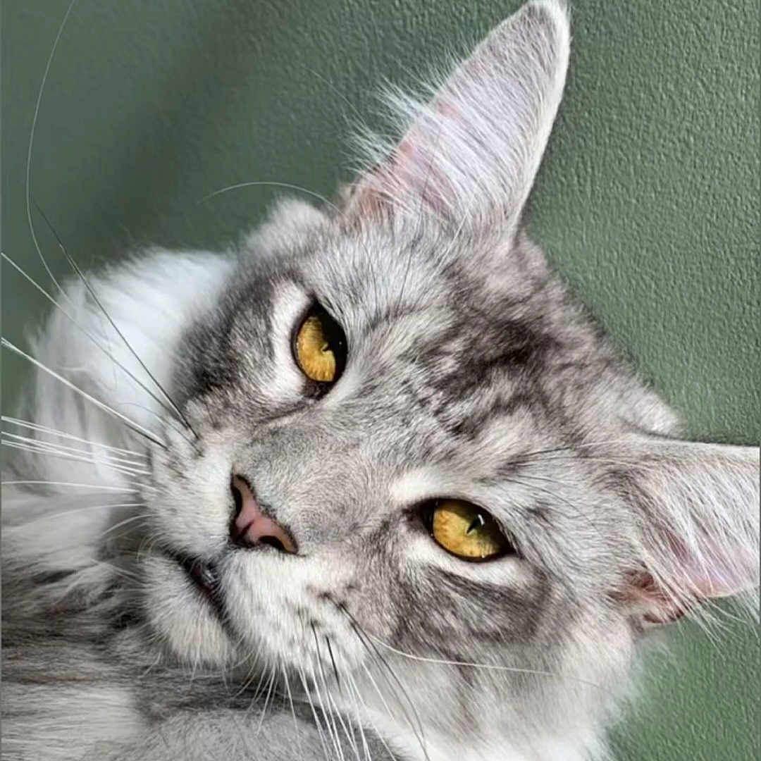 Usnow a rejoint le concours — aidez-le/la à gagner de superbes lots ! animal, cat, close_up, cute, ears, face, feline, fluffy, golden_eyes, gray_cat, green_background, indoor, nose, pet, portrait, relaxed, soft_fur, texture, whiskers, white_fur