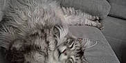 Usnow participe au concours pour gagner de l'argent avec cette photo : cat, fluffy, grey, couch, remote_control, indoor, pet, relaxed, furniture, living_room, sleepy, tabby, animal, domestic_animal, soft, fur, closeup, laying, resting, cozy