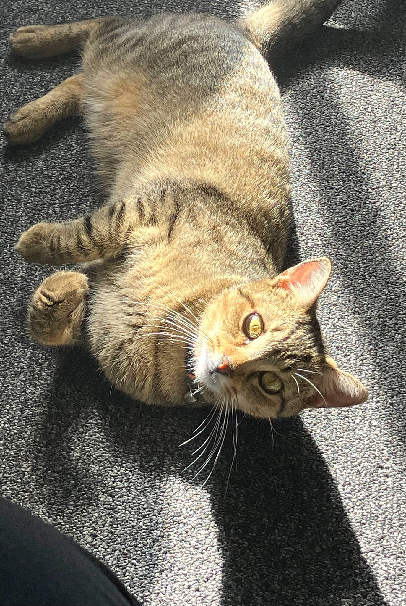 Ruby Duby is registered to the contest to win money with this photo: carnivore, cat, claw, comfort, domestic_short_haired_cat, eye, felidae, fur, paw, small_to_medium_sized_cats, snout, tail, terrestrial_animal, whiskers, wildlife