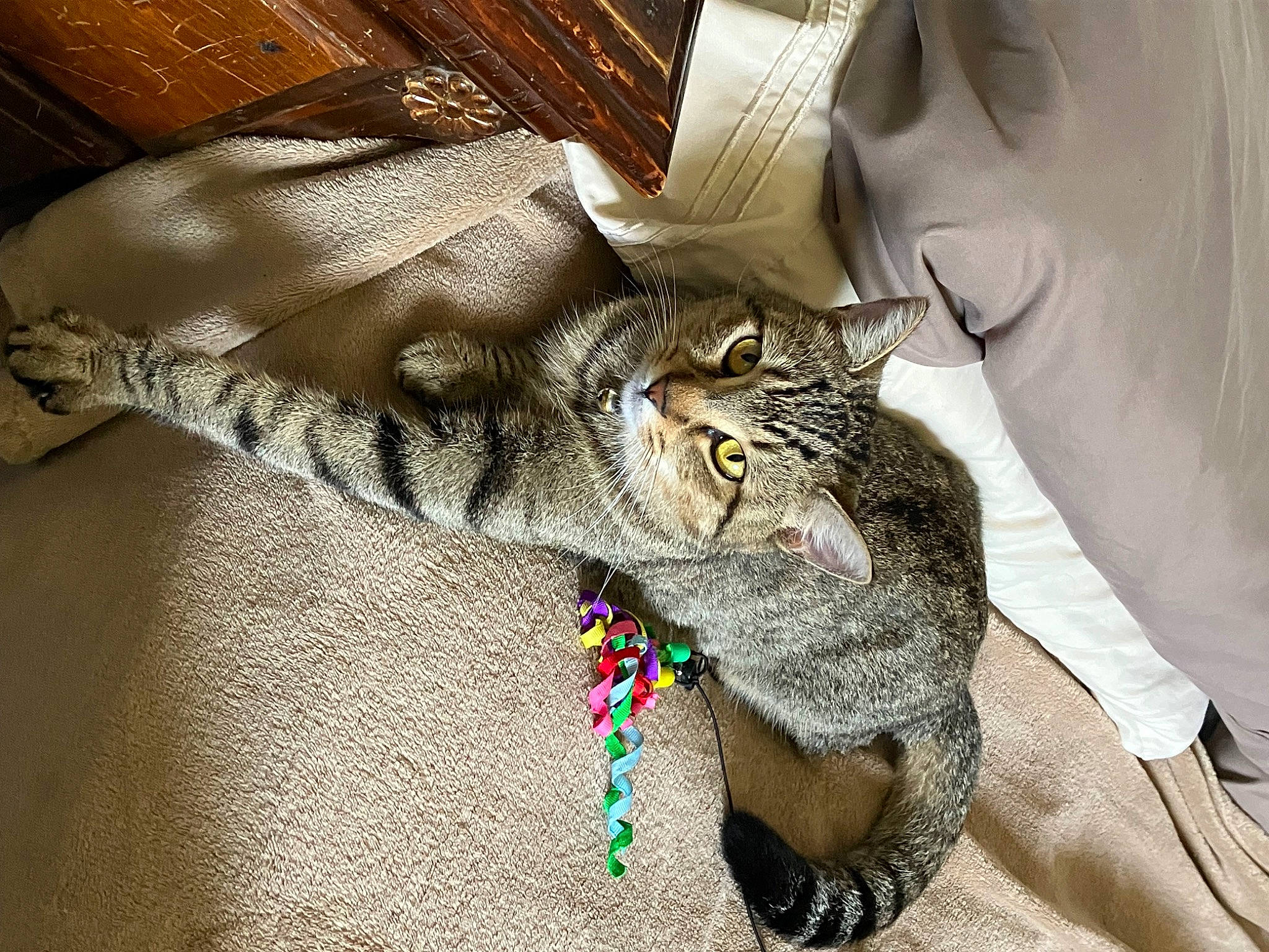 Ruby Duby joined the competition — help win amazing prizes! bedding, carnivore, cat, claw, comfort, domestic_short_haired_cat, fawn, felidae, fur, grey, leg, linens, nap, pattern, paw, small_to_medium_sized_cats, snout, tail, whiskers, wildlife